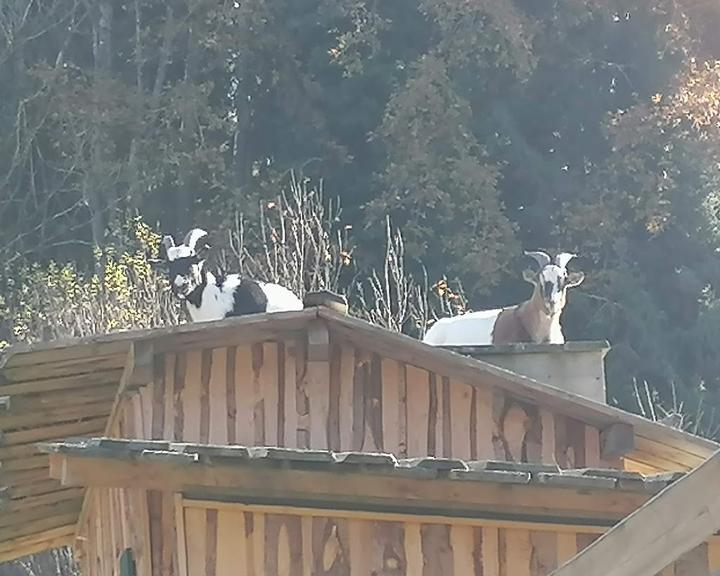 Gasthaus Zum Goldenen Tal